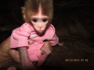 trained white face baby RHESUS monkeys FOR ADOPTION