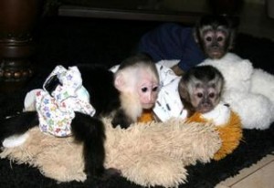 Affectionate Capuchin and Marmosets for sale