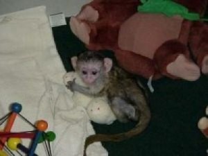  Healthy and Well Socialized capuchin monkey babies for adoption..