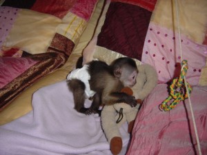 Lovely female baby capuchin monkey for re-homing and adoption.