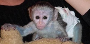   Adorable baby Capuchin monkey for adoption.