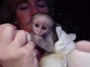 cream-brown white-face female baby Capuchin monkey for adoption