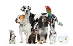 Give your pets the best home training in just one week by our best pets experts in the world