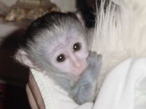 4 months old baby capuchin monkey