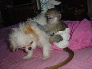 cute Baby Monkeys for adoption We have Adorable Hand Raised Male and Female.............