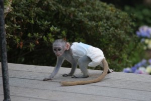 Beautiful baby capuchin monkey for adoption 