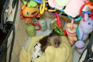 Lovely female baby capuchin monkey for re-homing and adoption.