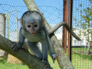 Tamed  Capuchin monkeys For  Adoption