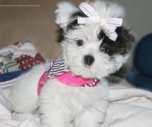 MALE AND FEMALE MALTESE PUPPIES FOR ADOPTION