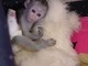 Cute baby capuchin monkey for adoption