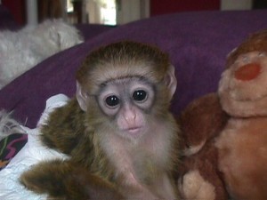 HEALTHY CAPUCHIN MONKEY FOR FOR A GOOD HOME