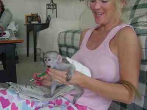 fantastic male and female capuchin monkeys for adoption!!