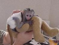 Baby Capuchin Monkeys For Adoption