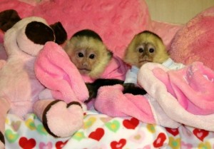 Adorable male and female baby Capuchin Monkeys for lovely families.