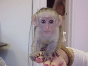 BABY CAPUCHIN MONKEY FOR ADOPTION  