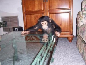 Baby Chimpanzee For Sale