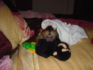 Sweet baby female capuchin monkey in search of new home.