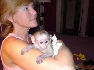 capuchin monkey available for adoption