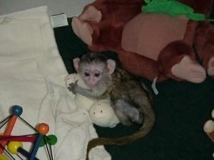 TWIN CAPUCHIN MONKEYS LOOKING FOR A NEW HOME