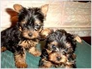 #####healthy male and female yorkie puppies for free adoption#####