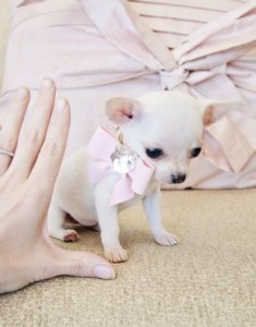 **Cute And Adorable AKC Tiny Chihuahua Puppies For Adoption**.