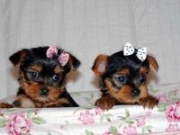 CUTE AND ADORABLE YORKIE PUPPIES FOR FREE ADOPTION TO ANY CARING HOME