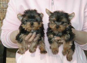 Adorable Yorkie puppies ready for adoption