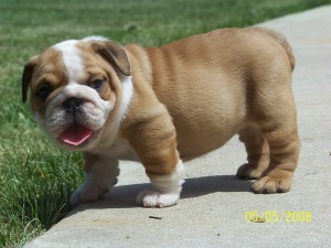 Adorable charming English Bulldog puppies.......