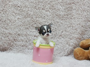 EXTREMELY TINY, GORGEOUS PUPPIES. These puppies are extremely cute and very small with shots and wormings.They are 11 weeks old,