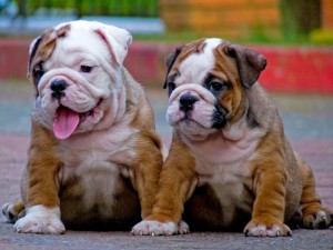 cute and lovely English bulldog puppies for adoption