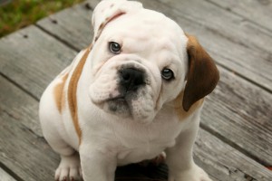 Magnificent Akc English bulldog Puppies Ready For Free Adoption