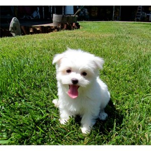 Fantastic and Charming  Male  and Female Maltese  puppies for adoption