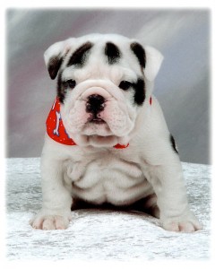 Fantastic charming English Bulldog puppies.