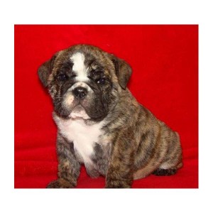 Healthy Adorable English Bulldog Puppies For Adoption