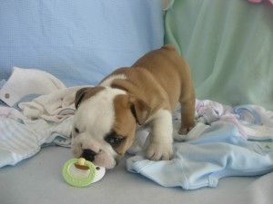 ########English Bulldog Puppies#######