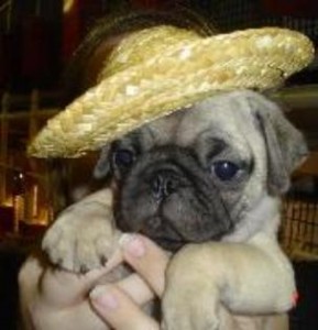 %100 HEALTHY MALE AND FEMALE  PUG PUPPIES FOR FREE ADOPTION