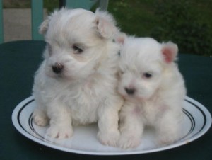 Two Gorgeous Teacup maltese Puppies for A Good Home.