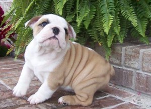 beautiful ENGLISH BULLDOG puppies for adoption