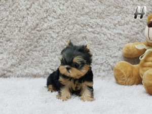 ??? AKC REG. TEACUP YORKIE PUPPIES FOR FREE ADOPTION???