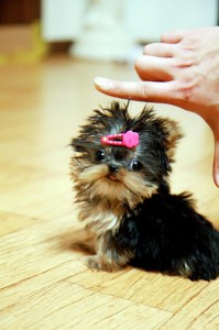 ??? AKC REG. TEACUP YORKIE PUPPIES FOR FREE ADOPTION???