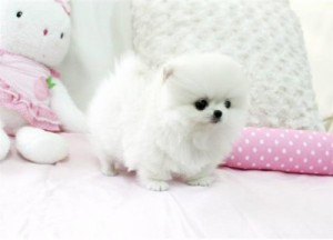 Affectionate Teacup Pomeranian Puppies for Adoption