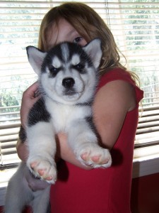 Super Cute Siberian Husky puppies For Lovely Families