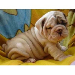 English Bulldog Puppies For Free Adoption