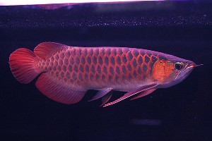 Top Quality Super Red Arowana and many others fishes for sale