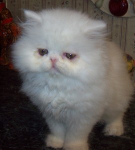 Cuties Healthy Persian Kittens For New Homes