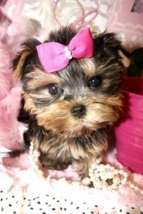 ??? AKC REG. TEACUP YORKIE PUPPIES FOR FREE ADOPTION???