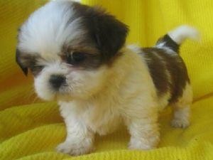 ******Shih Tzu Puppies for good homes, great personalities****