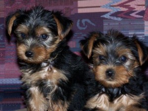 Our yorkshire puppies are home raised and they are vet checked