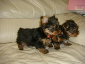 ***Gorgeous Micro Male and Female Teacup Yorkie puppies Available***