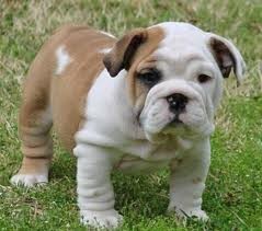 Adorable English bulldog Puppies for Adoption